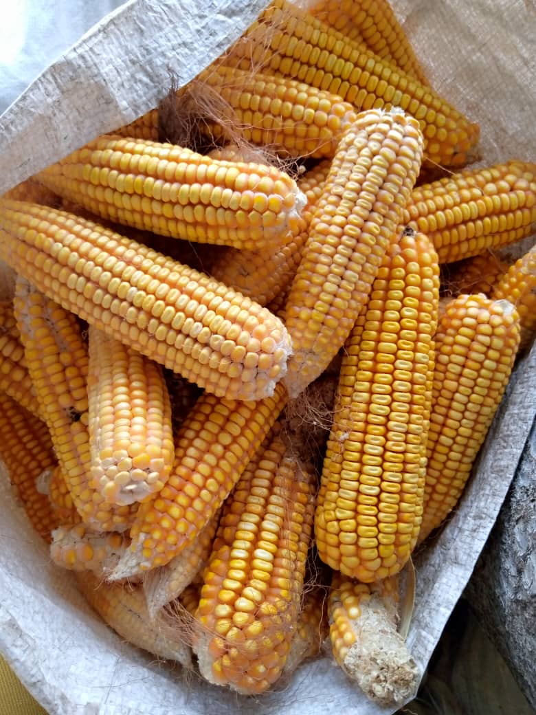 Production de maïs : Caritas-THIÈS attend une récolte de près de 30 tonnes…
